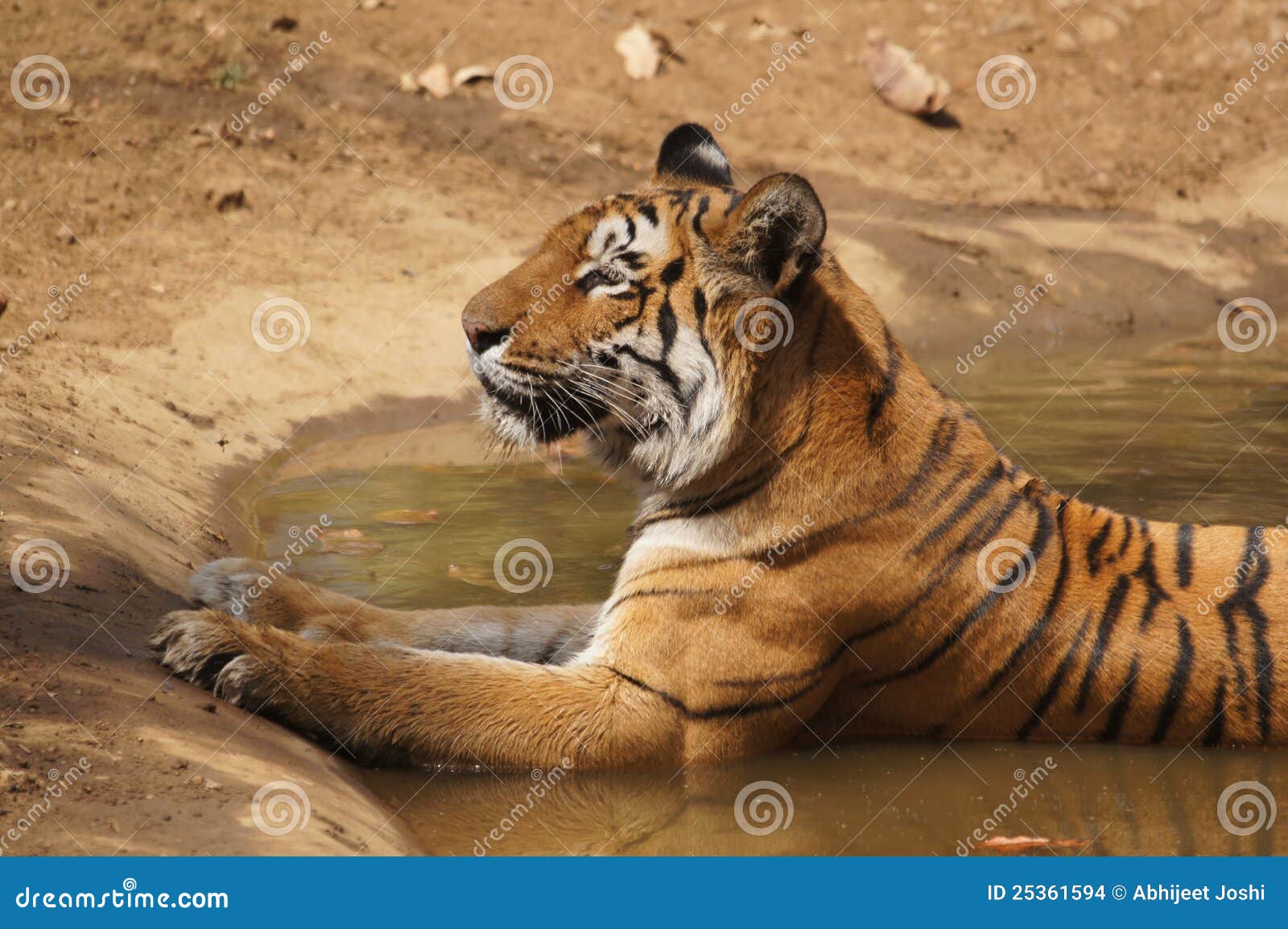 tigress sitting in water cooling off