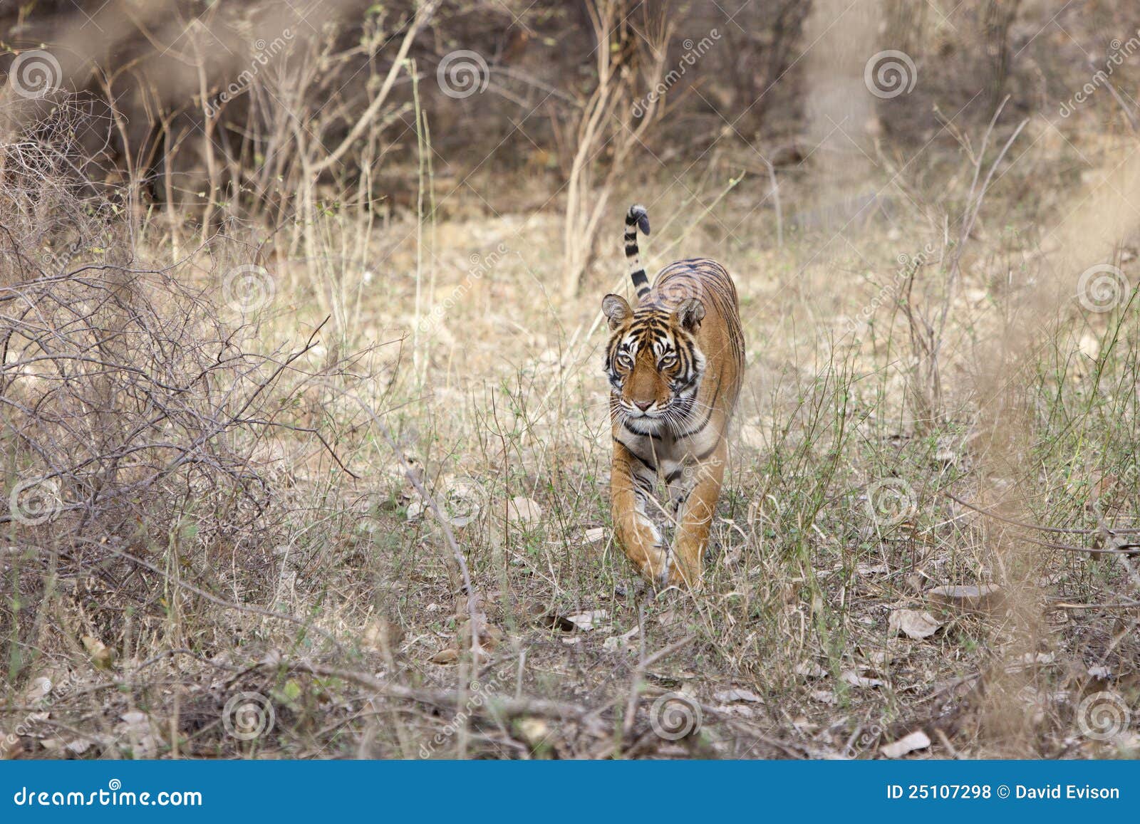 tigress walking through the jungle.