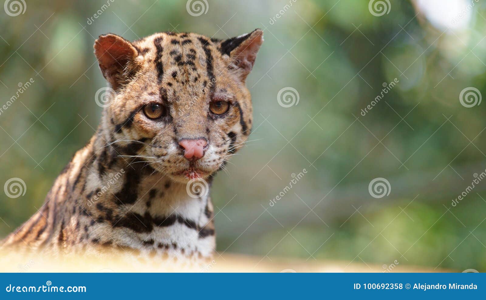 tigrillo looking at camera on green background. common names: ocelote, tigrillo