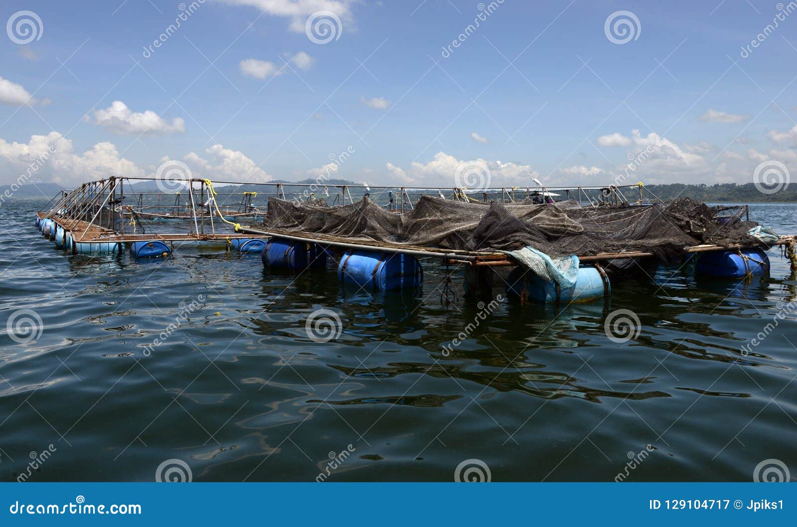 Tilapia farm stock image. Image of built, honduras, industry 129104717