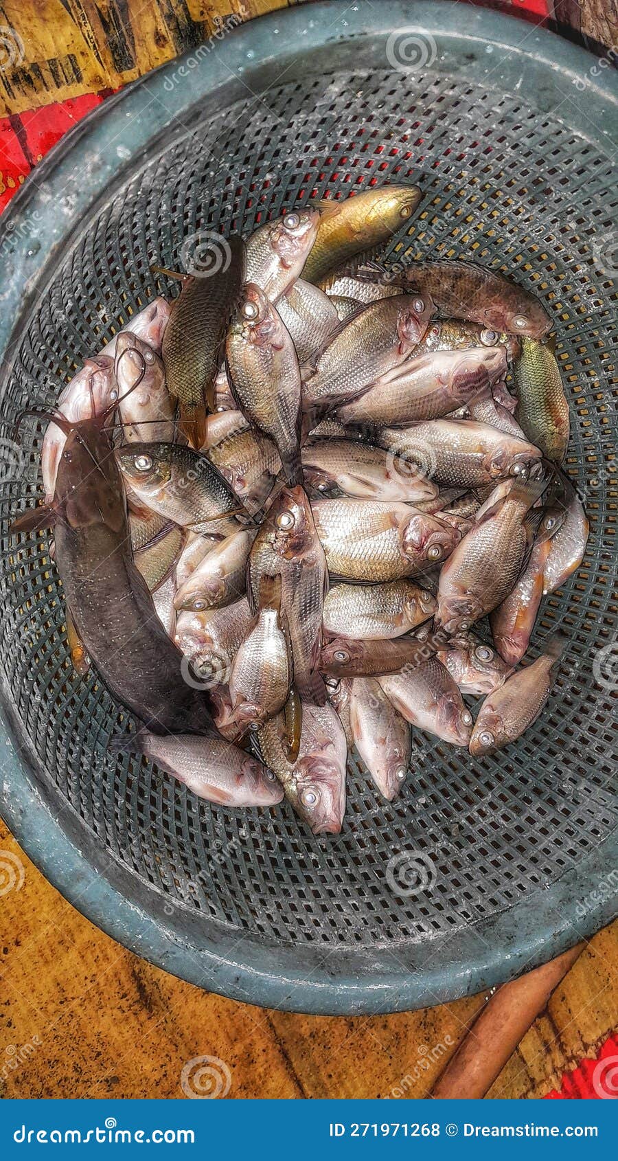 Tilapia fish in a basket stock photo. Image of animal 271971268