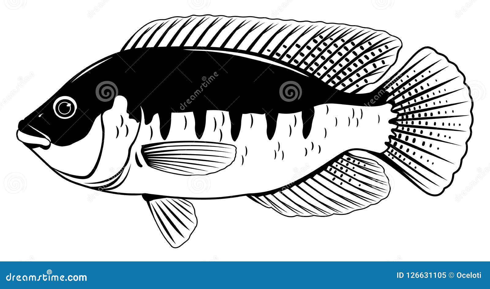 Tilapia Png Royalty Free Library - Tilapia Drawing Fish Transparent PNG -  800x600 - Free Download on NicePNG