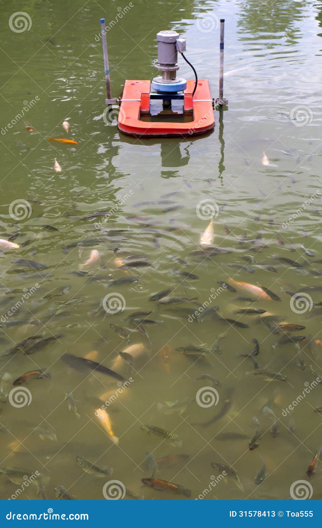 Tilapia Fish in farm stock image. Image of heap, niloticus 31578413