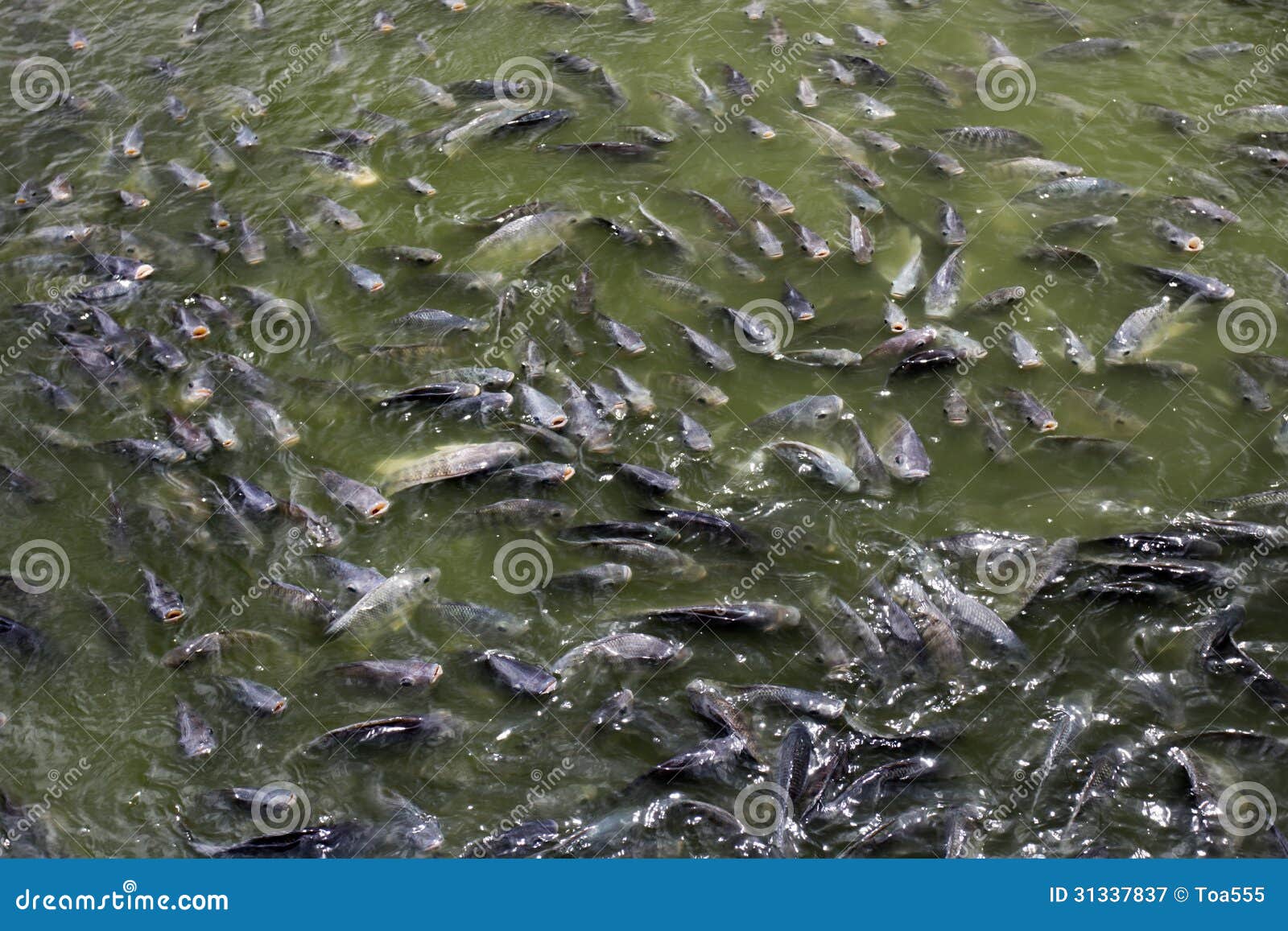 Tilapia Fish in farm stock image. Image of agricultre 31337837