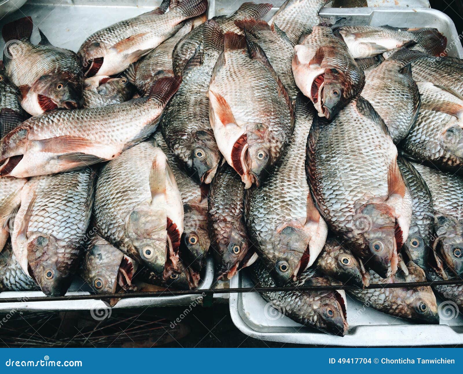 Tilapia fish stock photo. Image of tilapia, thai, fresh 49417704