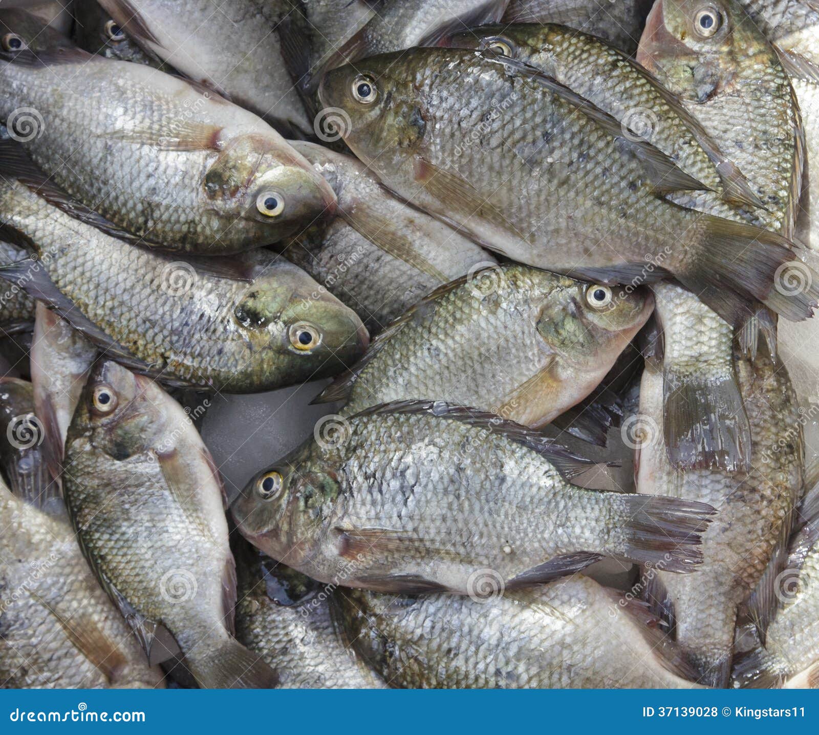 Tilapia fish in market stock photo. Image of freshness 37139028