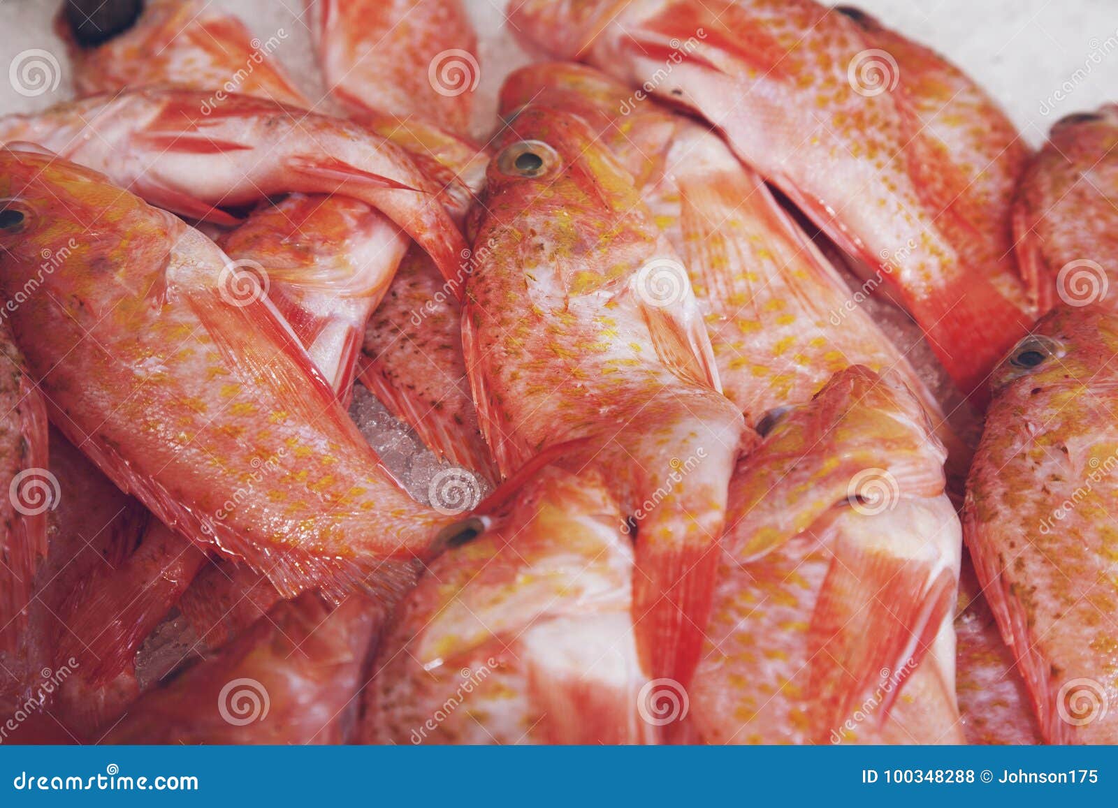 Tilapia Fish in a Fish Market Stock Photo Image of marine, food
