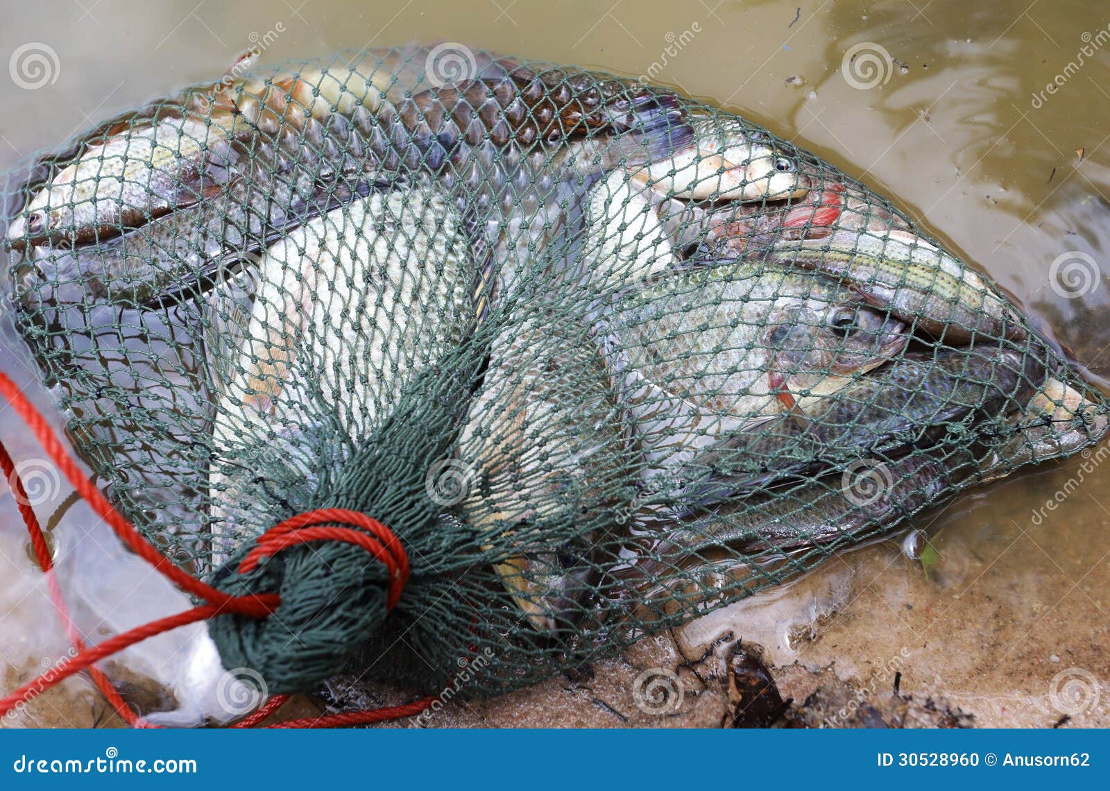 Tilapia fish stock photo. Image of small, destined, blue 30528960