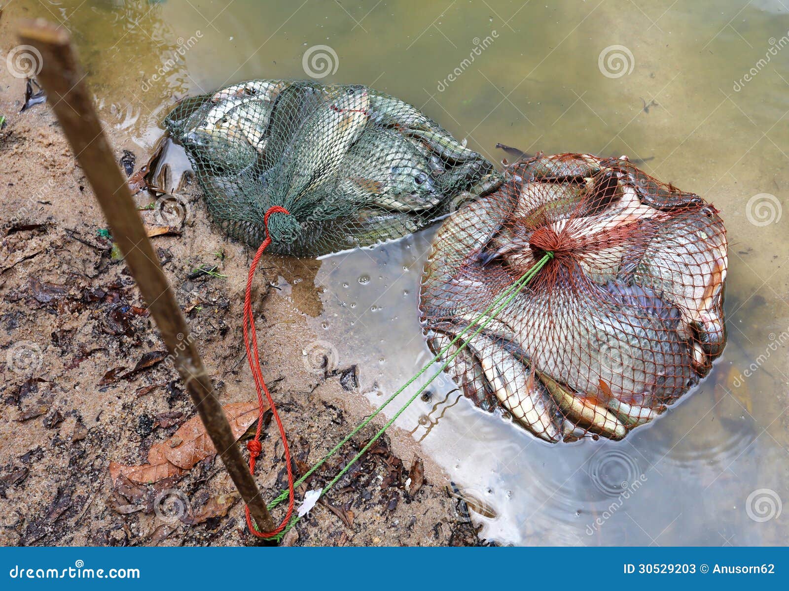 Tilapia fish stock image. Image of shadow, fish, freedom 30529203