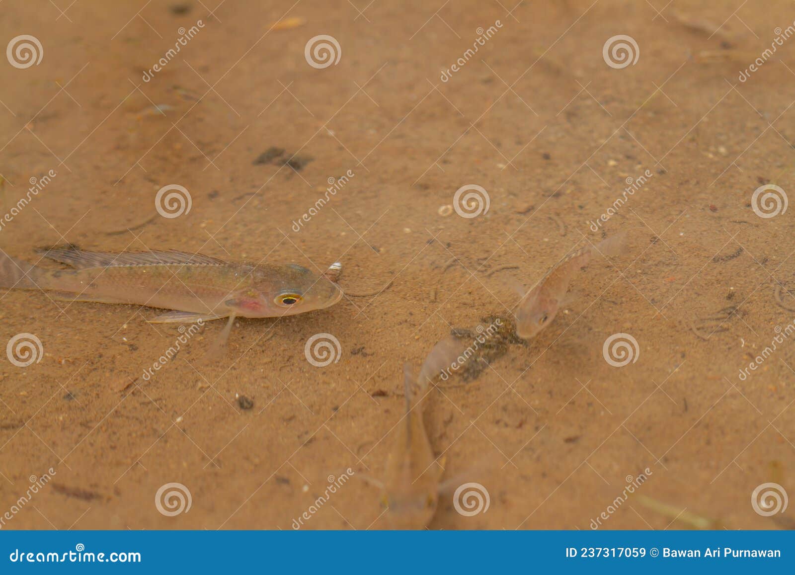 tilapia fish are swimming in a shallow water pool, the bottom of the pool is brown with slightly cloudy water