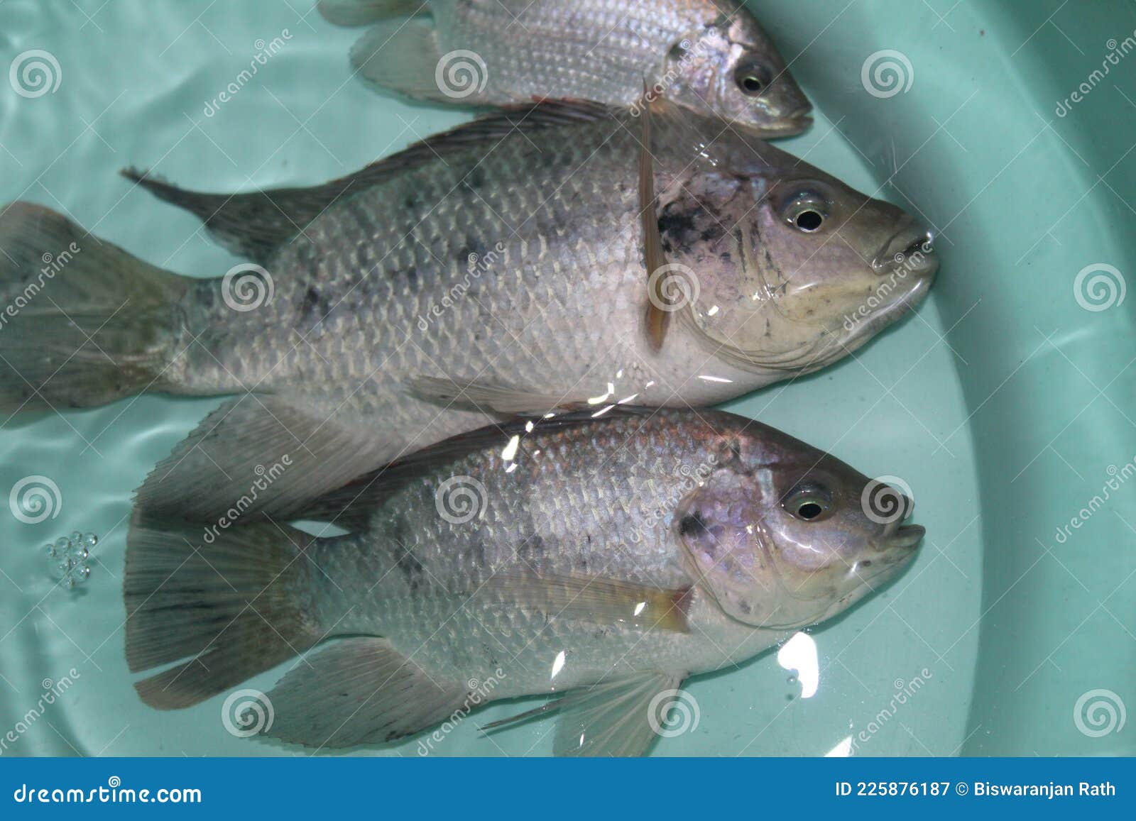 Tilapia Fish in Water in Bucket GIFT Tilapia Fish Culture Close Up