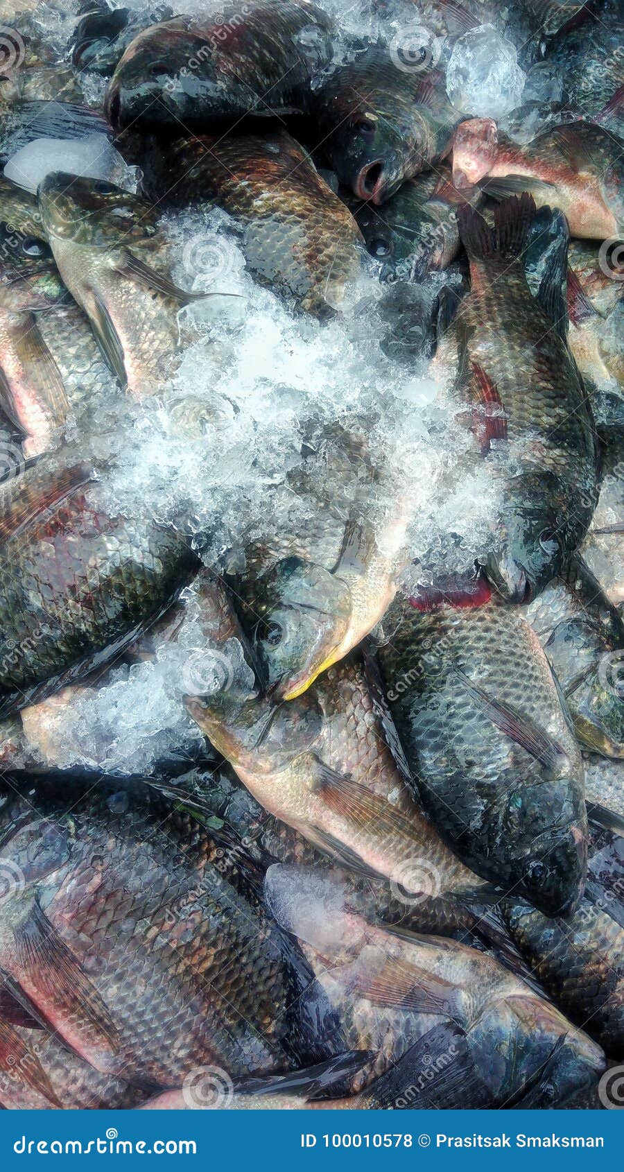 Tilapia stock photo. Image of tilapia, herring, sell 100010578