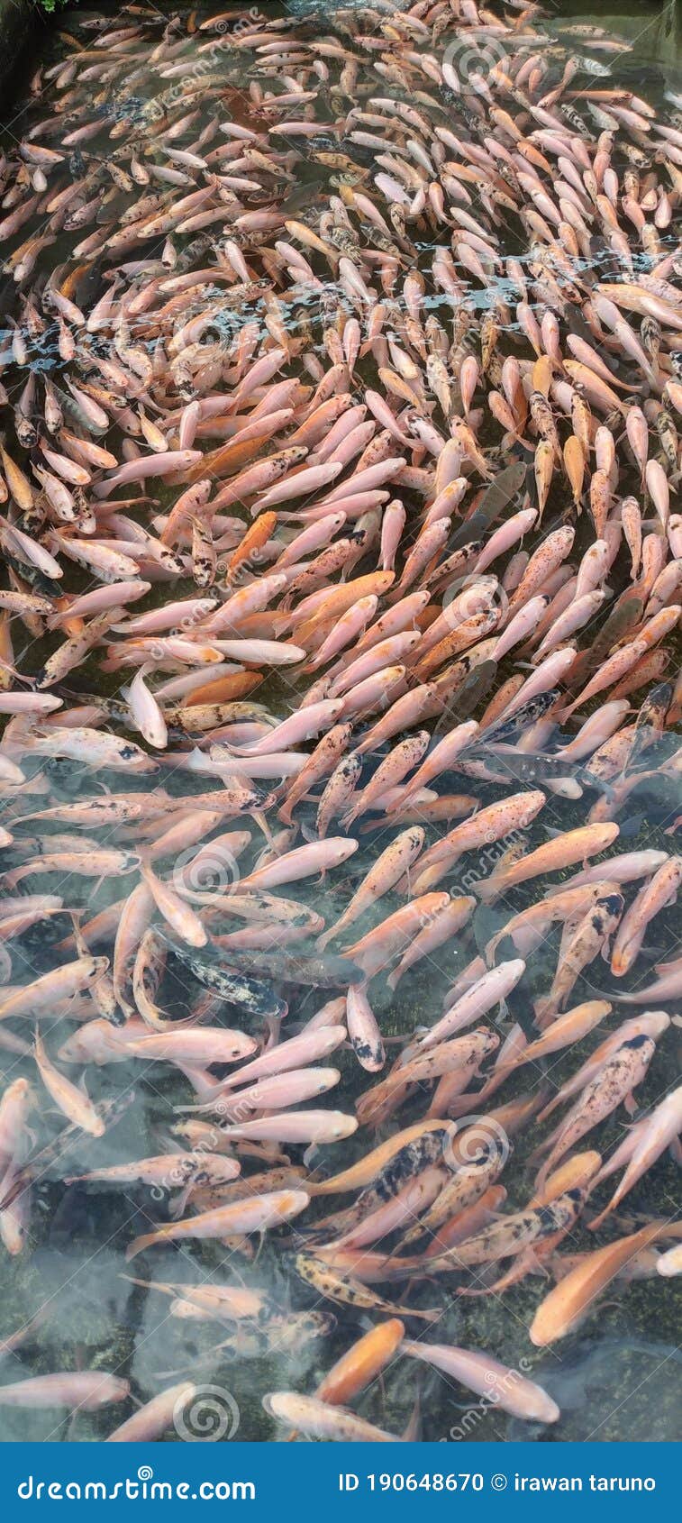 Tilapia or Goldfish in the Holding Pond for Sale. Stock Photo Image