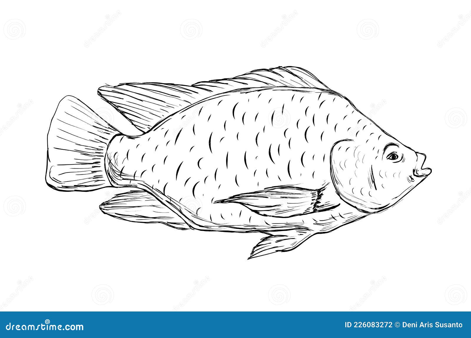 Fish: Tilapia. Biology teaching notes and drawings by D G Mackean