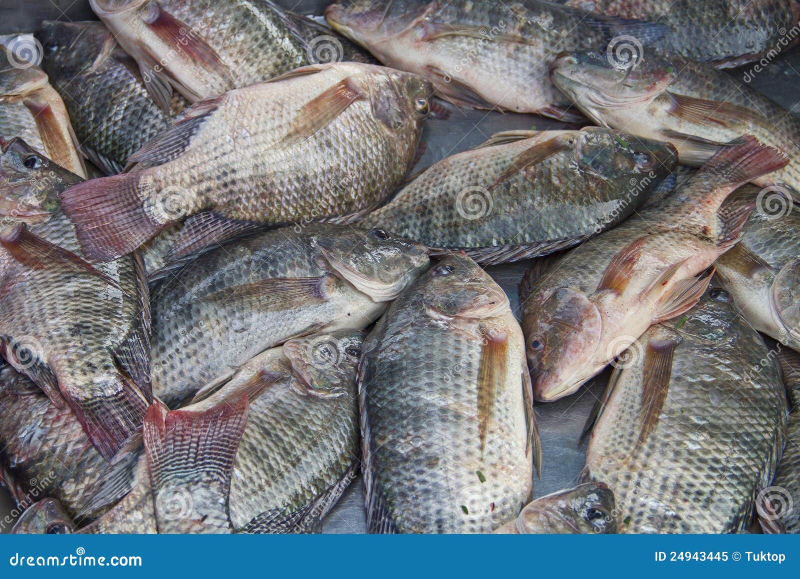 Tilapia, Pescado Seco, Tailandia Imagen de archivo Imagen de cocinero