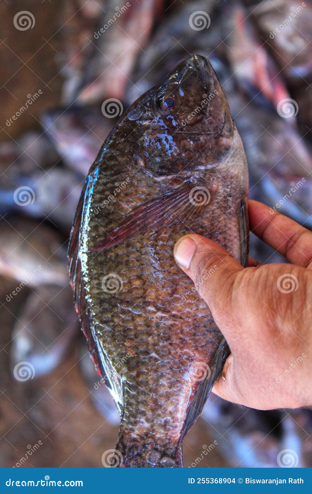 Tilapia Pez En Mano En Bello Blur Hd Foto de archivo Imagen de