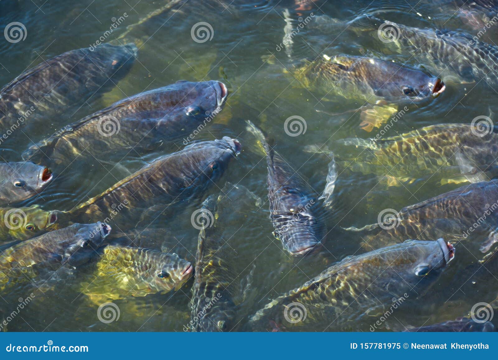 Tilapia in the Pond is Waiting for Feeding. Stock Image - Image of