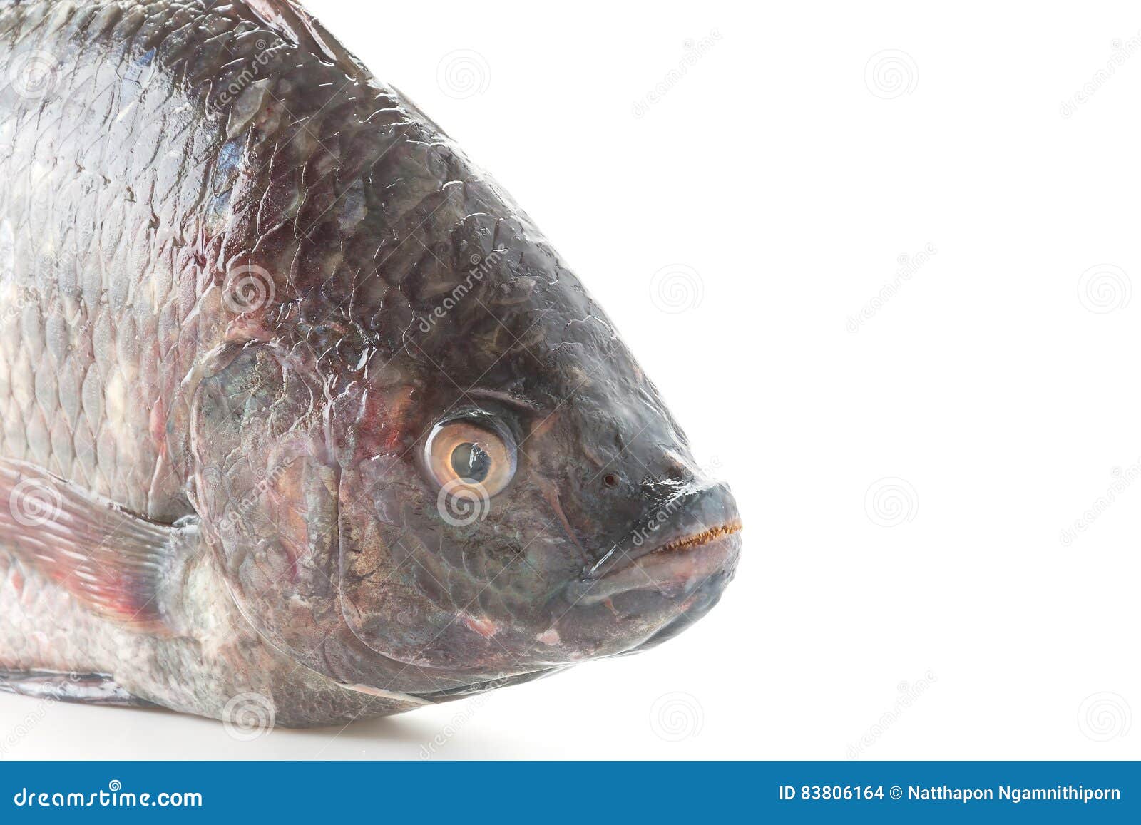 Tilapia preto ou Tilapia foto de stock. Imagem de nave 83806164