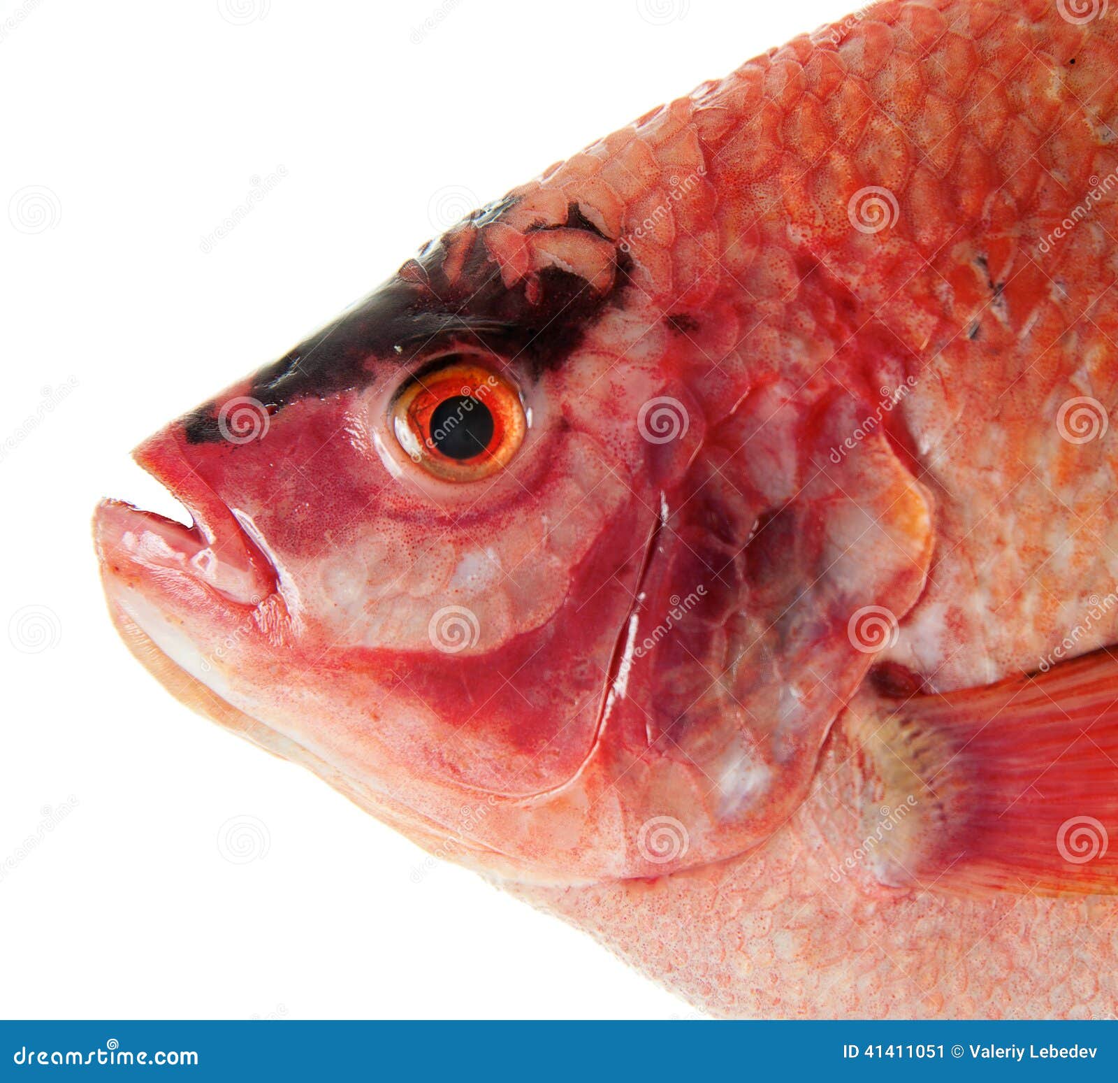 Tilapia roja cruda imagen de archivo. Imagen de venta 41411051