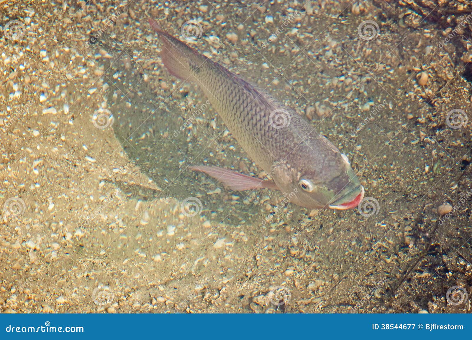 Tilapia stock image. Image of fish, eyes, gills, swimming 38544677