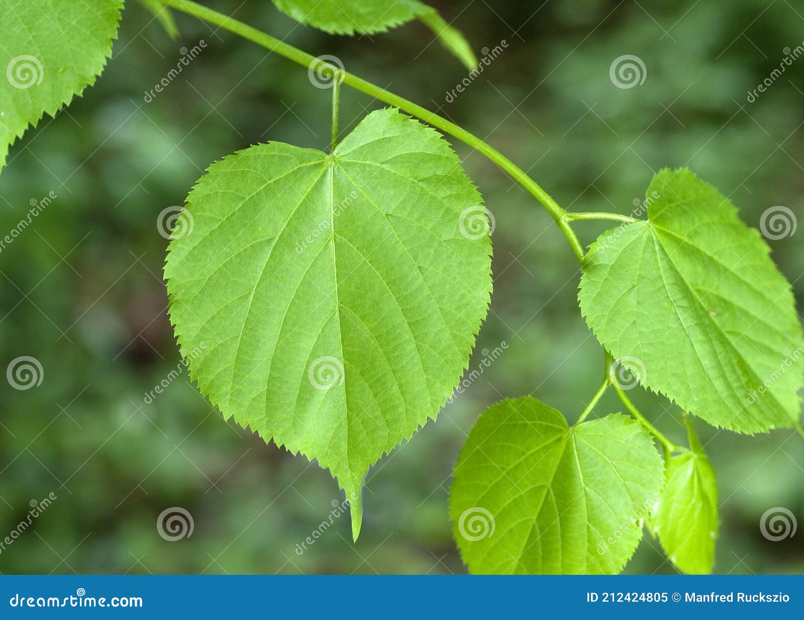 tilia tree, tilia platyphyllos