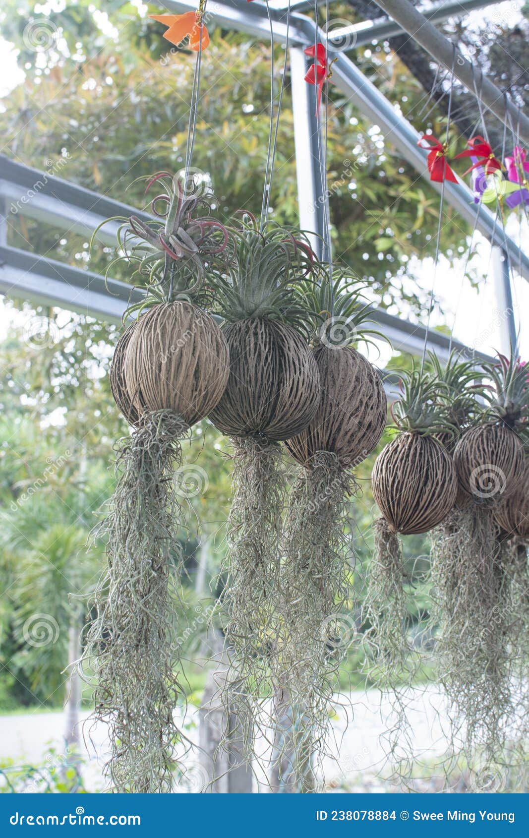 Tillandsia Usneoides Plant in the Coconut Husk Pots Stock Photo - Image ...