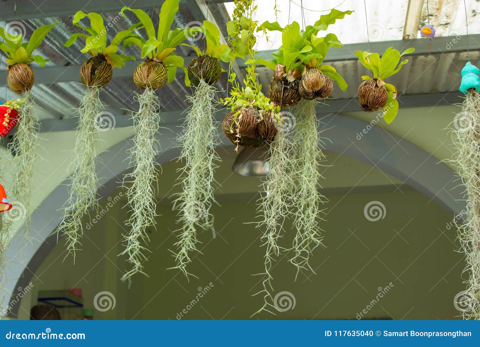Tillandsia Usneoides Or Spanish Moss. Royalty-Free Stock Photography ...