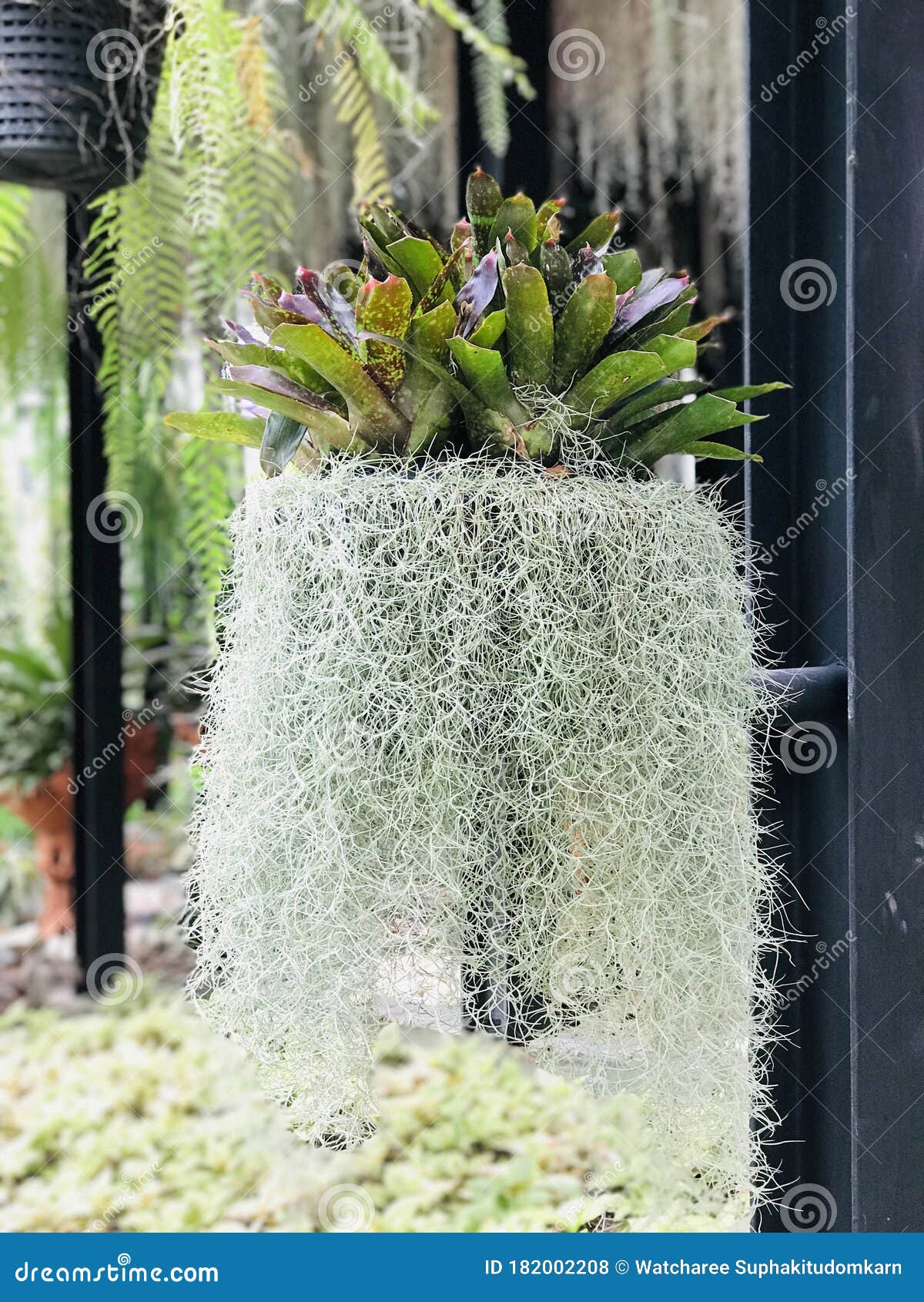 Tillandsia Usneoides or Spanish Moss. Stock Photo - Image of grow ...