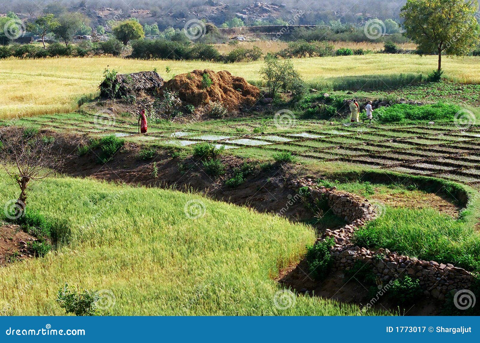 tilled lands, india