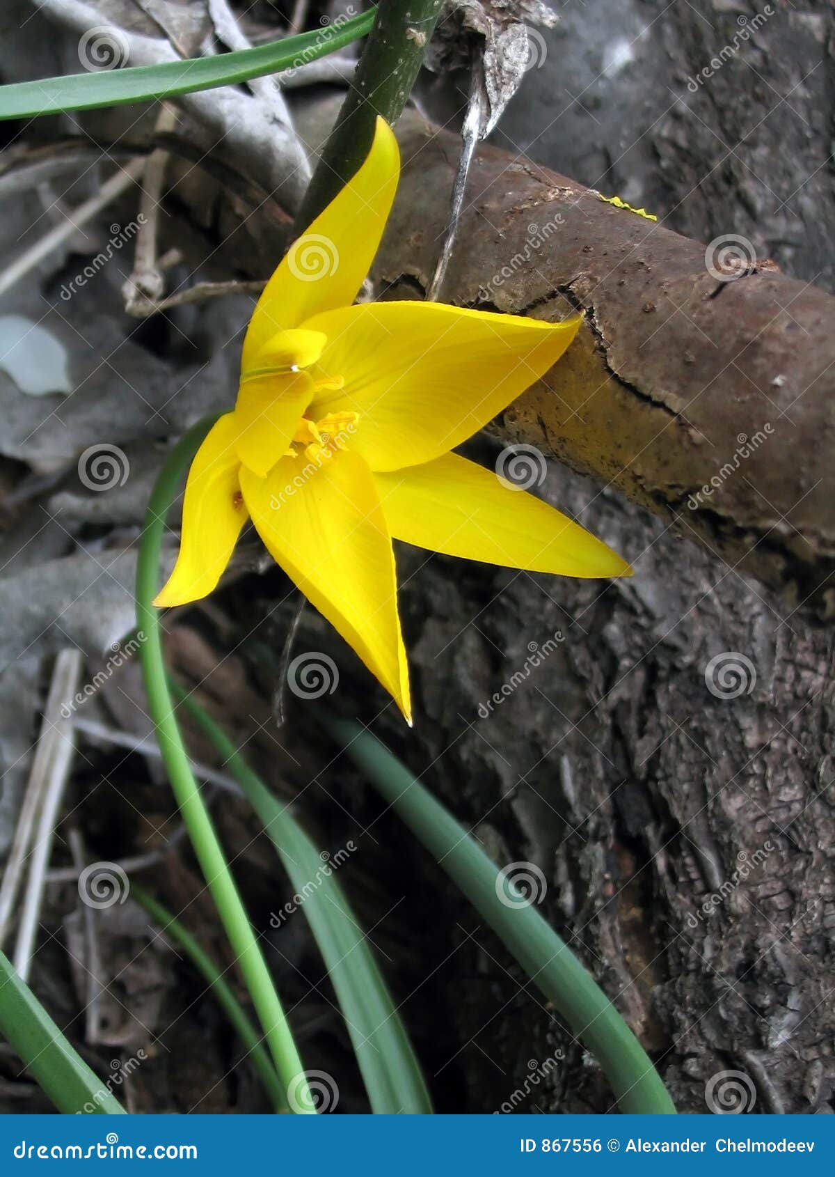 Yellow timber flower