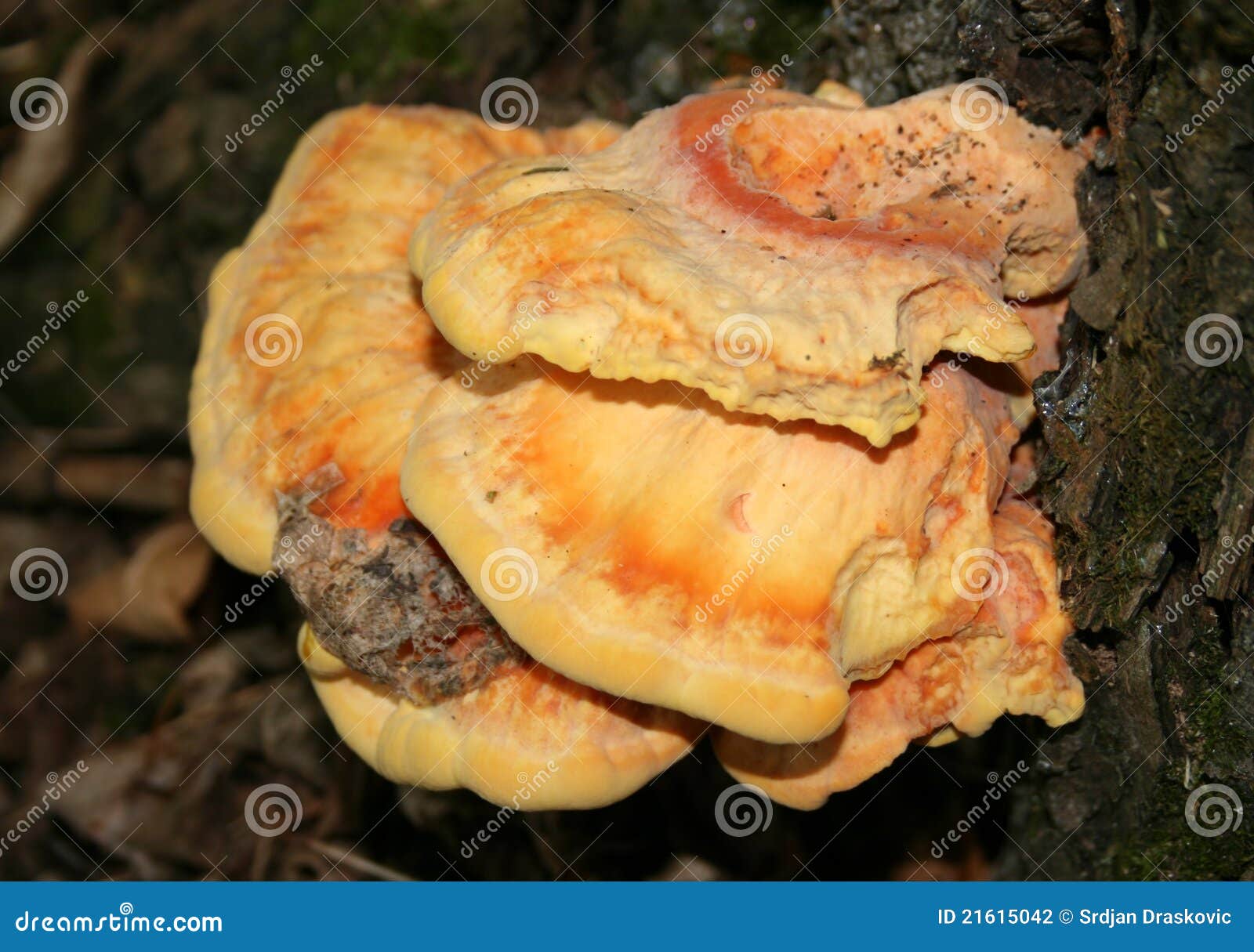 Timber fungus stock photo. Image of plant, fungus, closeup 21615042