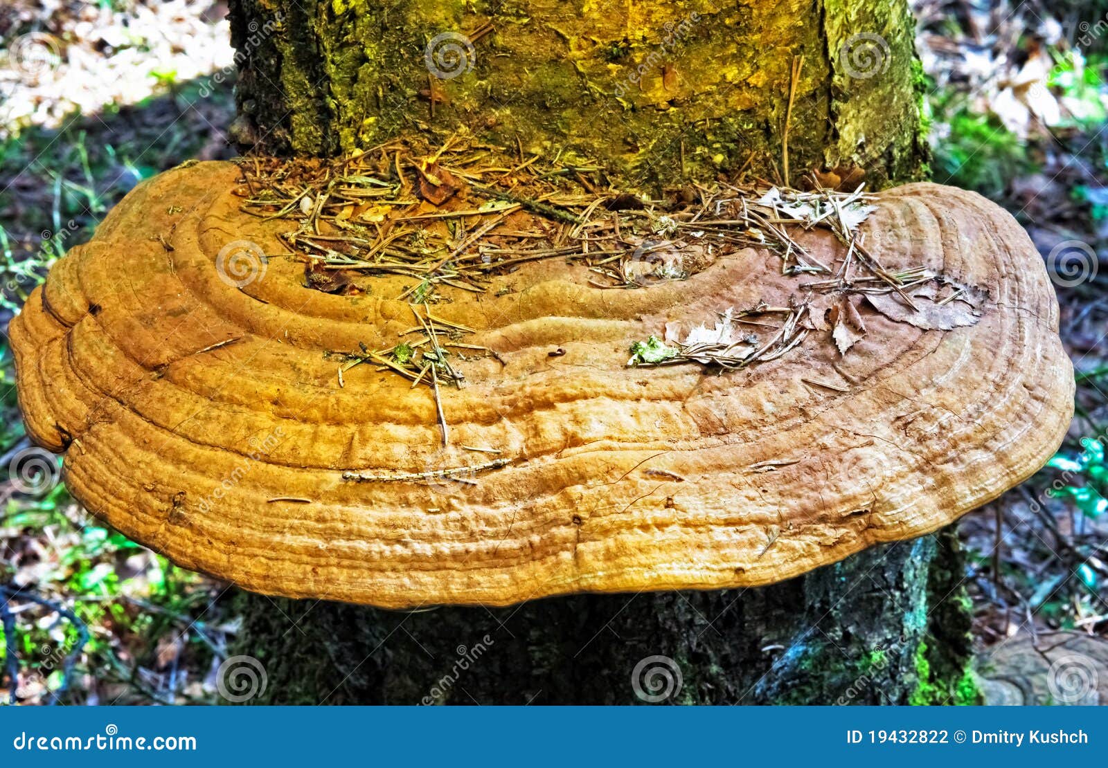 Timber fungus on the trunk stock photo. Image of fungi 19432822