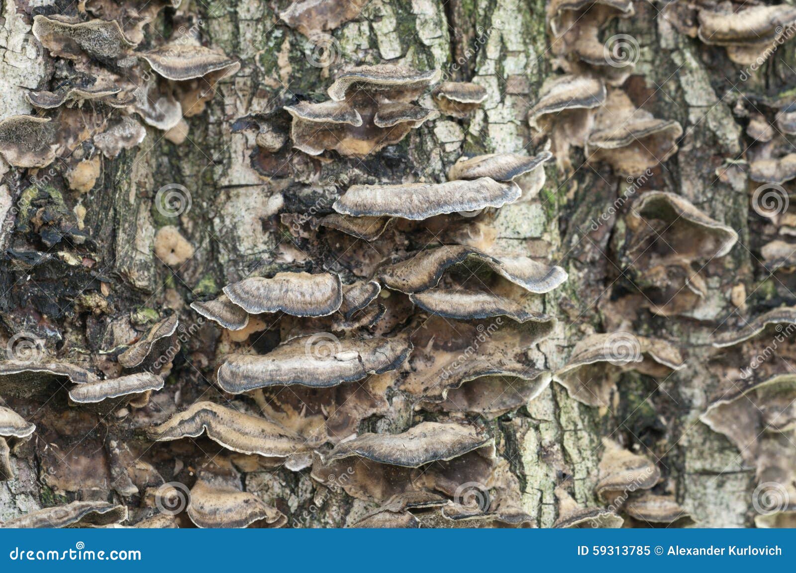 Timber fungus stock image. Image of moss, sponger, small 59313785