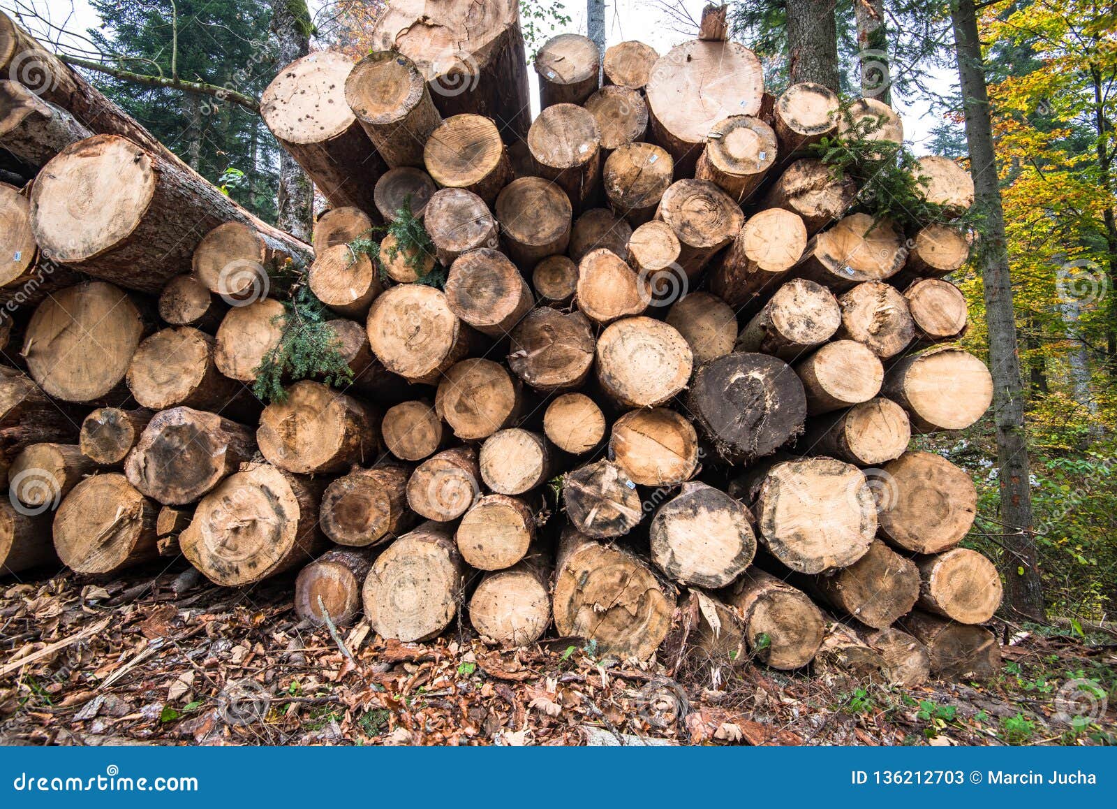 Timber Harvesting. a Lot of Logs Lying on the Ground in Forest Stock
