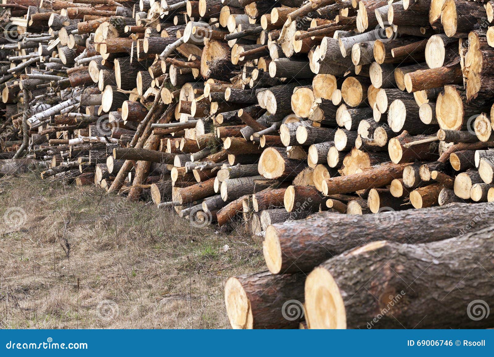 Timber harvesting pines stock photo. Image of heap, construction 69006746