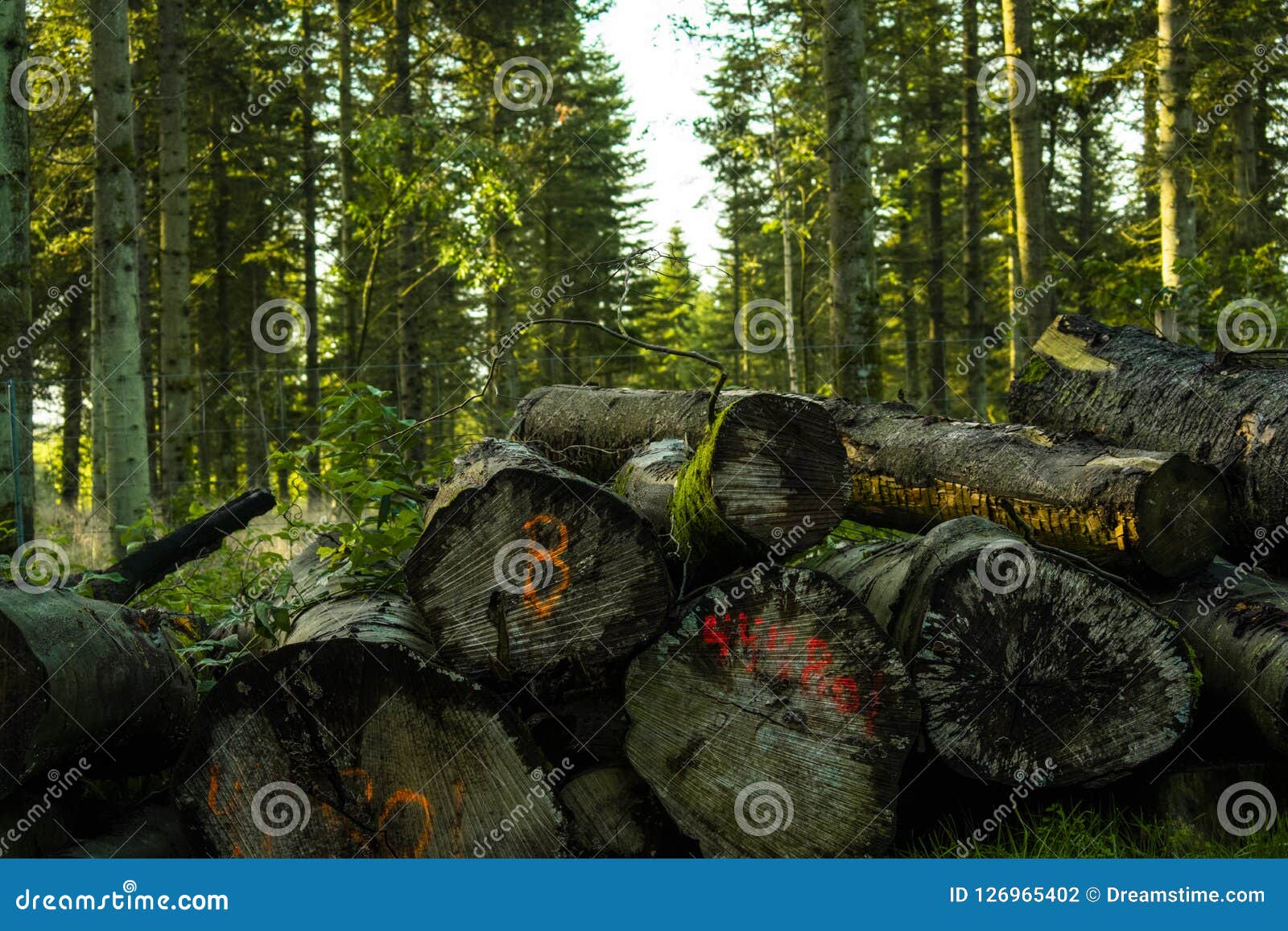 timber laying in danish forrest