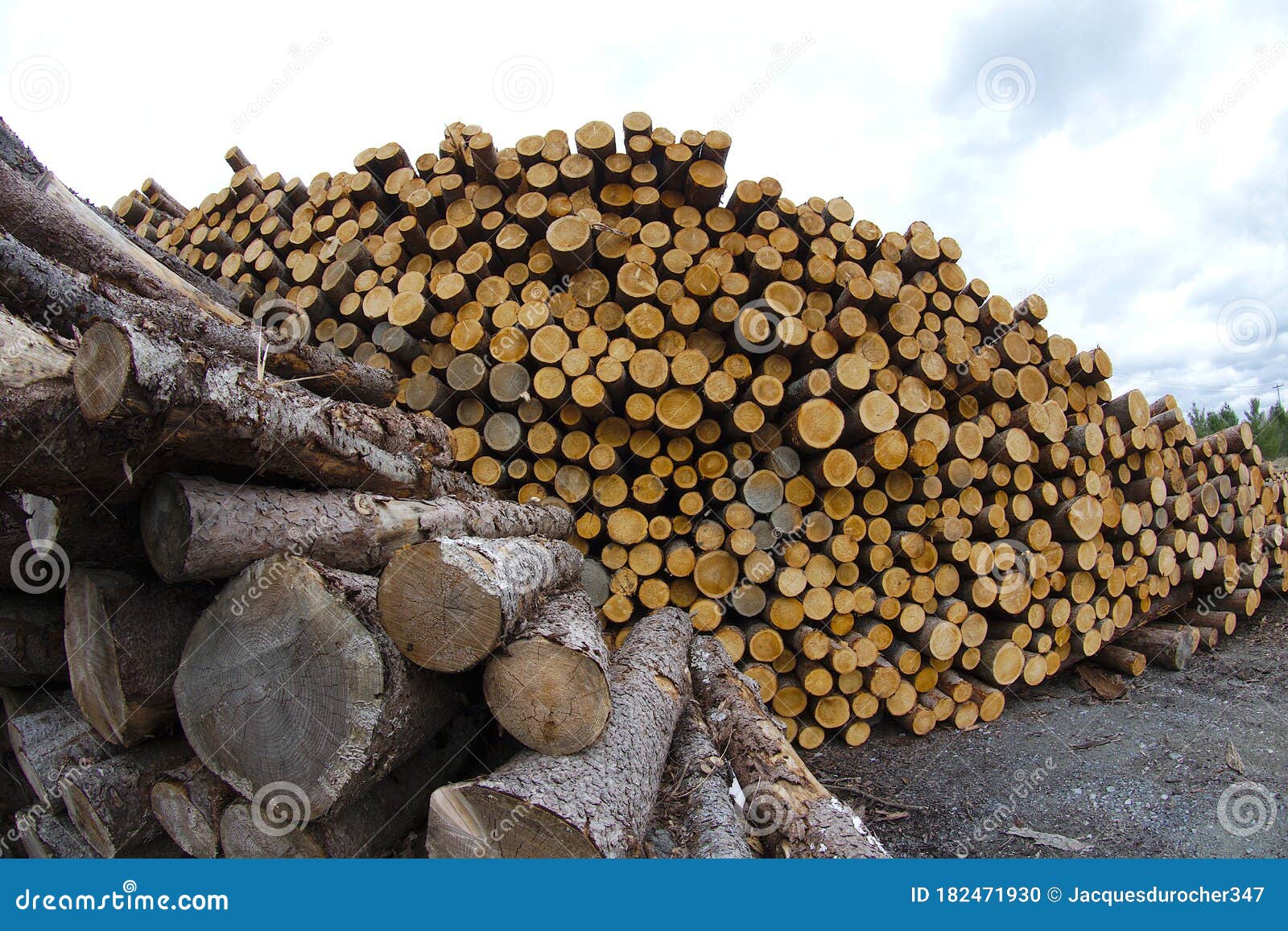 How Many Trees in a Cord of Wood