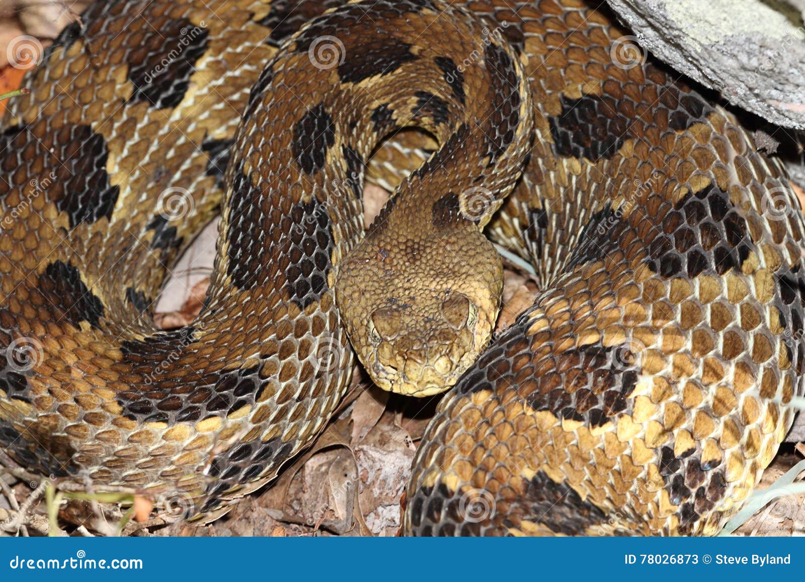 timber rattlesnake (crotalus horridus)