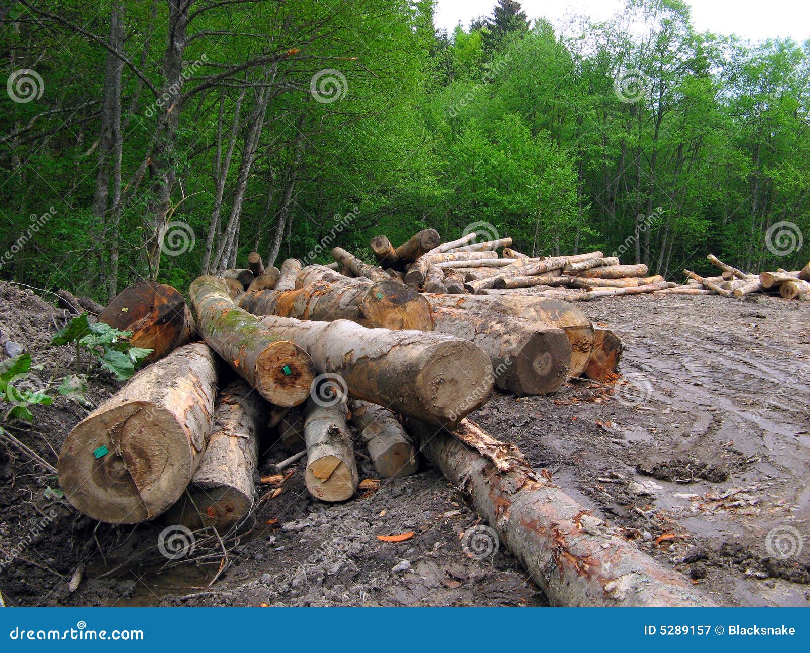 Timber saw cut from forest stock image. Image of balk 5289157