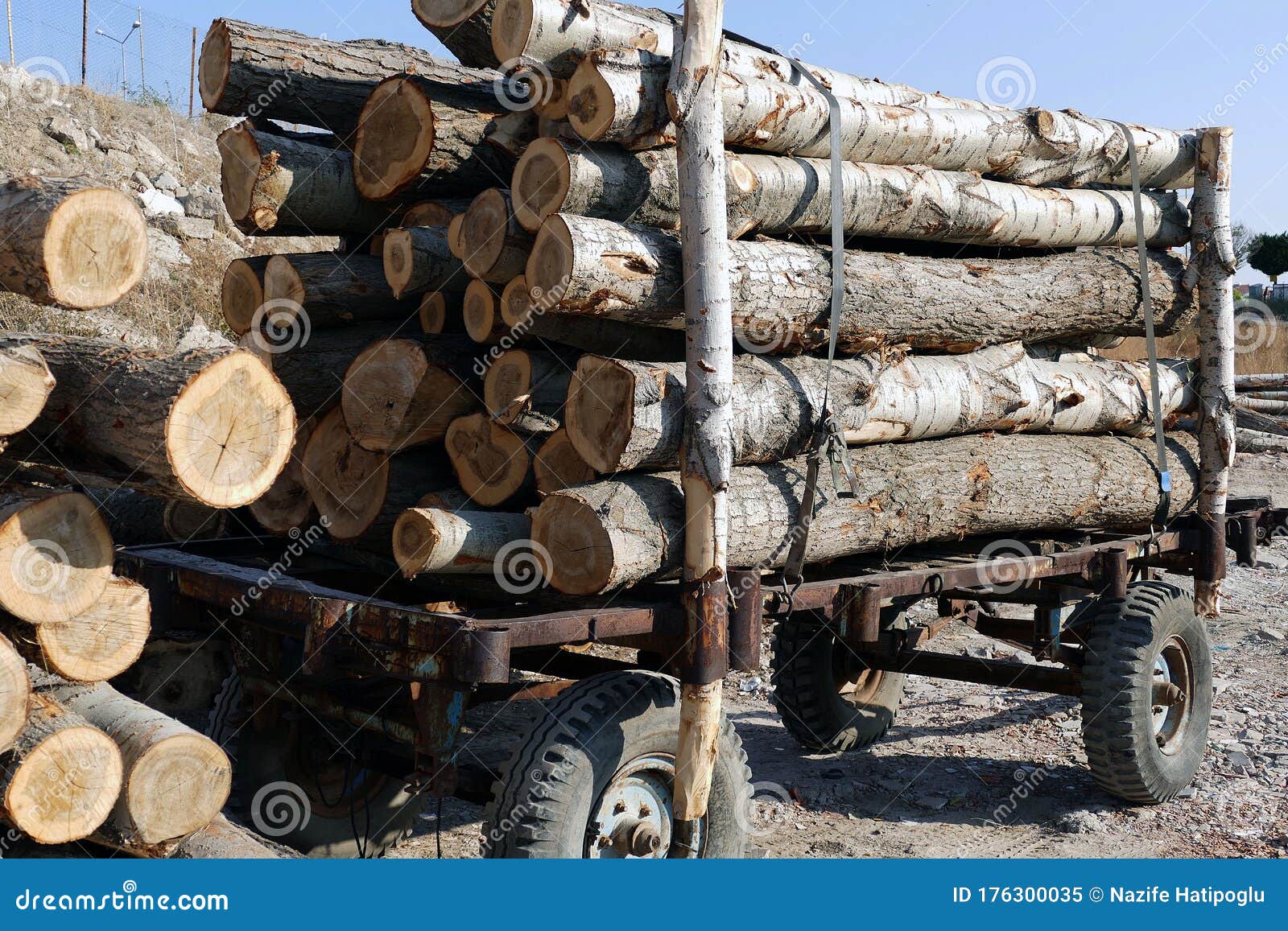 Timber Trade, Cut Trees Stand in Rows, Large Timber Trees on Trailer