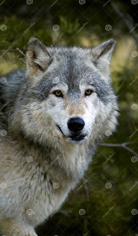 Timber Wolf (Canis Lupus) Stare Stock Photo - Image of lupus, stare: 664150