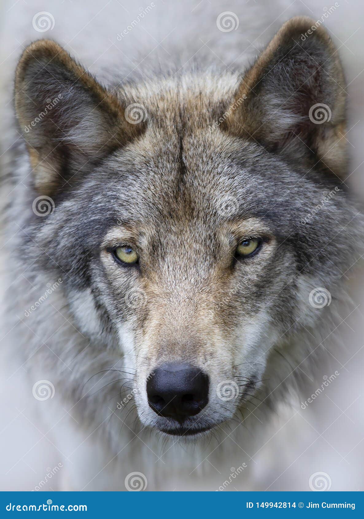 A Timber Wolf or Grey Wolf Canis Lupus Portrait Closeup in Canada Stock ...