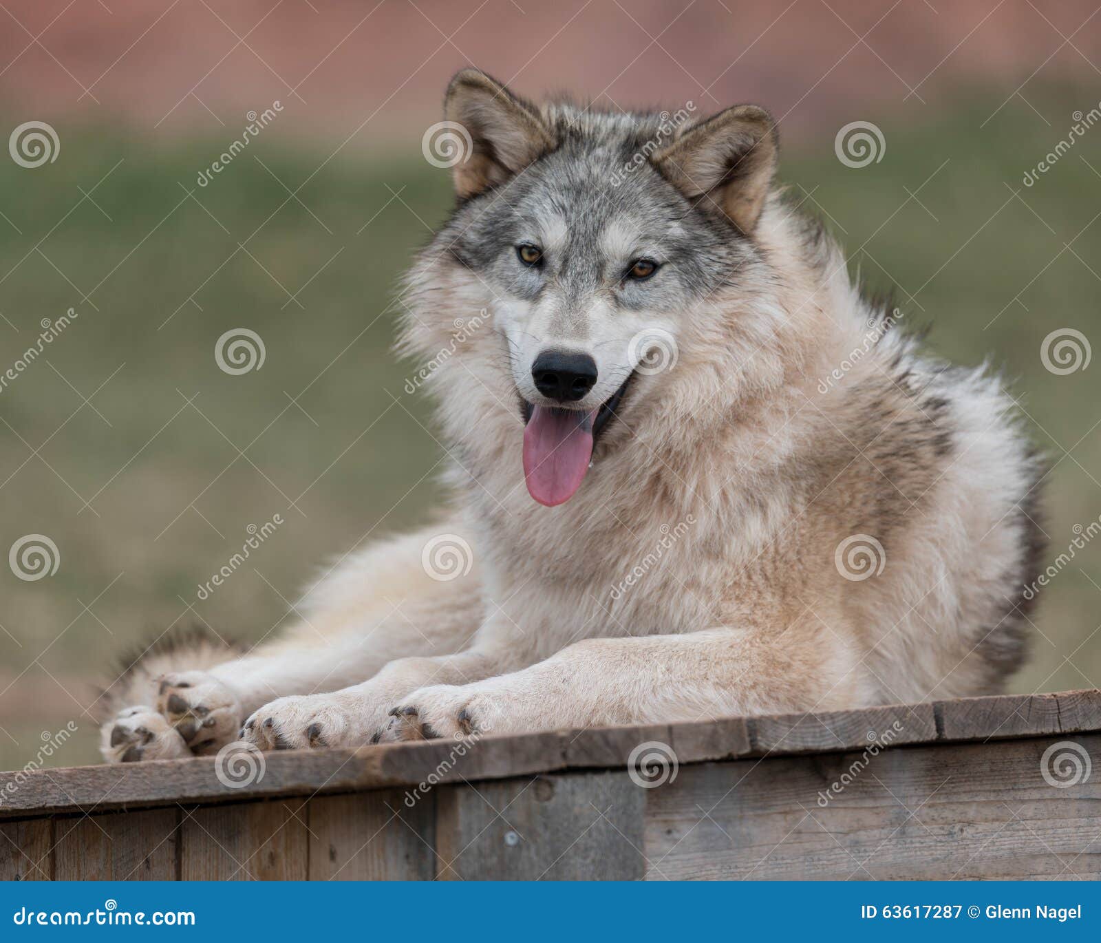 Timber wolf panting stock image. Image of head, wolf - 63617287