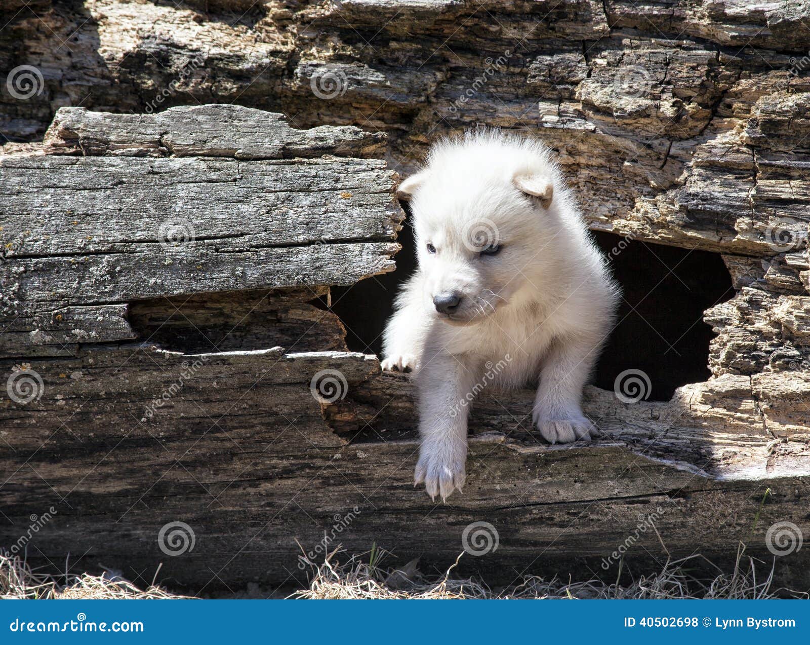 Timber wolf pup stock photo. Image of predator, wolf - 40502698