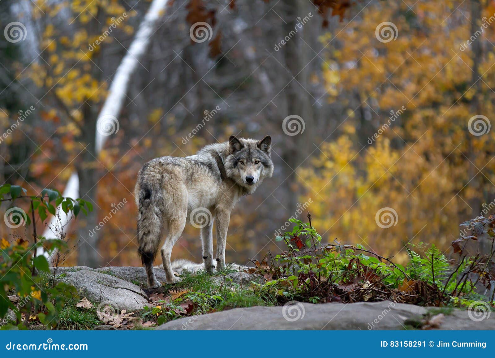 timber wolf (canis lupus) standing on a rocky cliff in autumn in canada