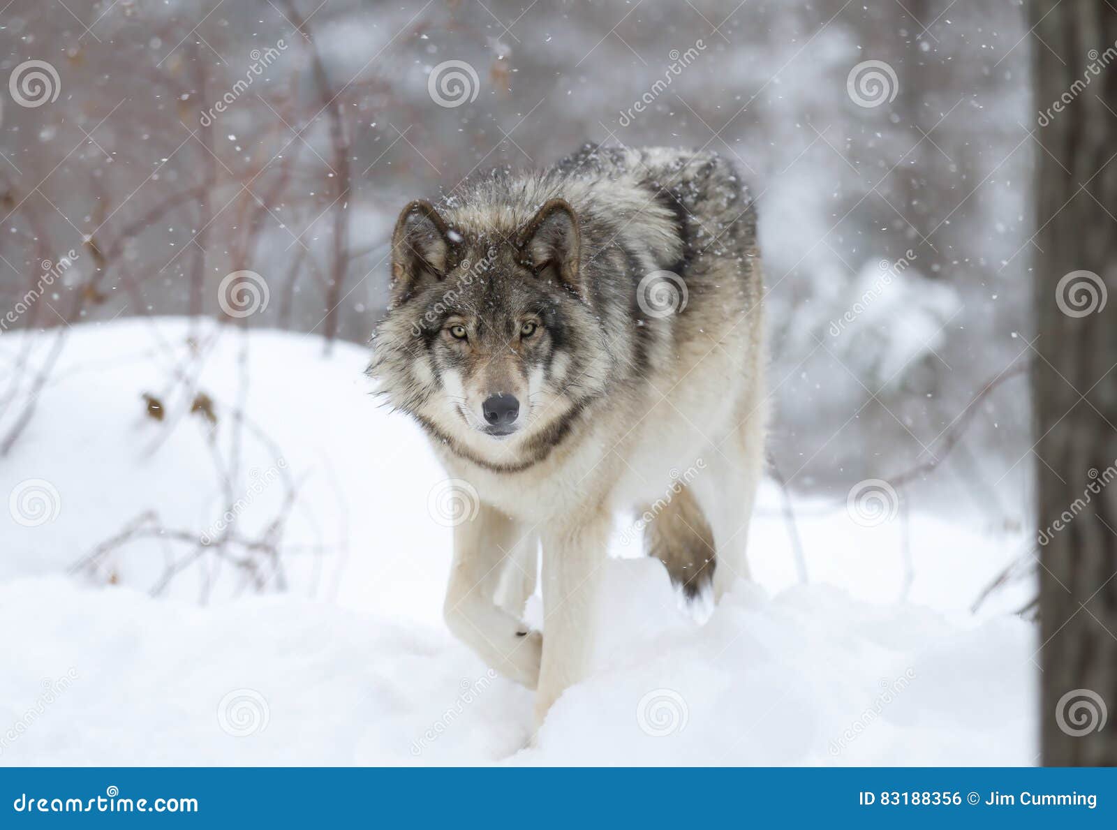 a lone timber wolf or grey wolf (canis lupus) walking in the winter snow in canada