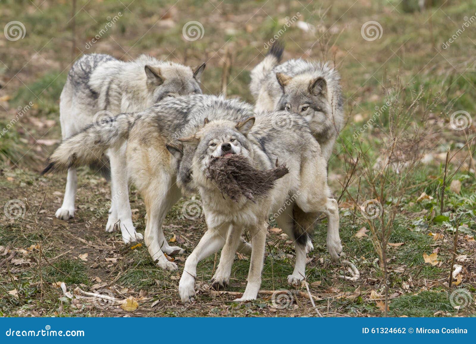 Timber wolves fighting stock photo. Image of alfa, lupus 61324662