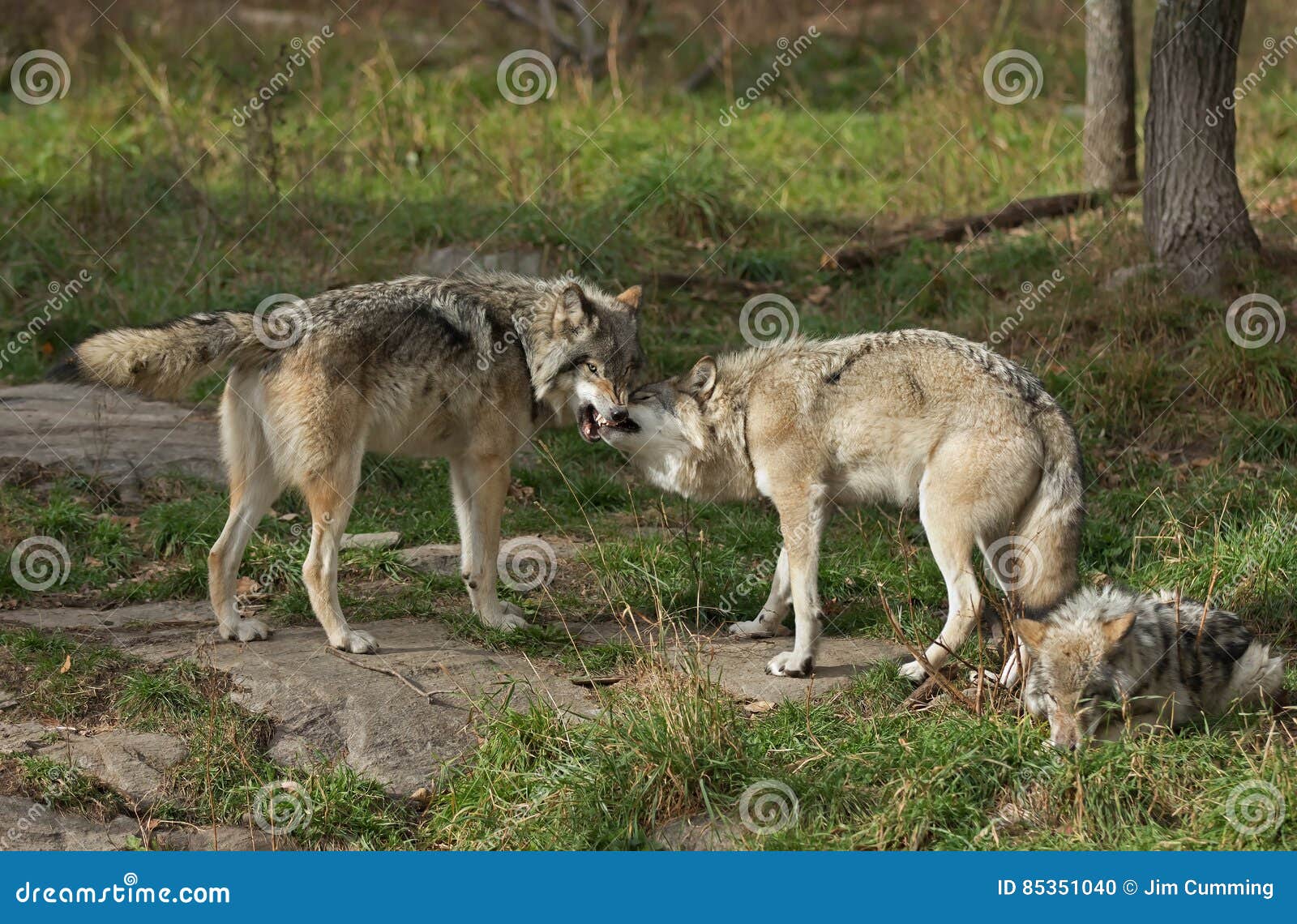 Timber Wolves Or Grey Wolves Canis Lupus Greeting Each Other In