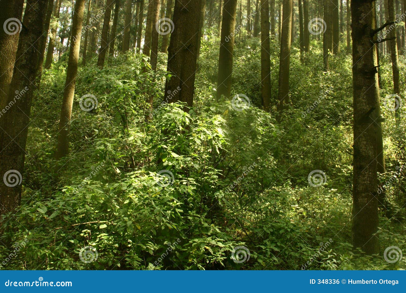 Timberland stock photo. Image of thickness, woodland, timberland - 348336