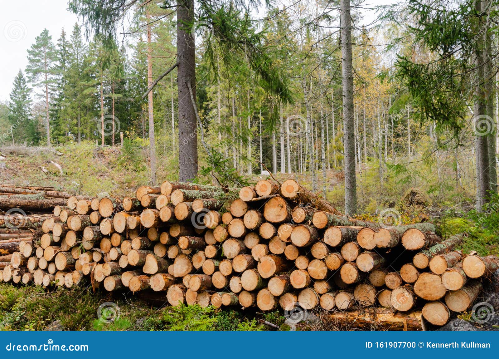 timberstack by fall season in a coniferous forest